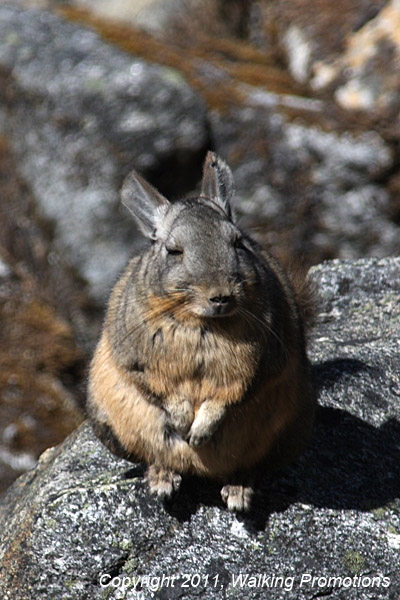 Large rabbit just over the pass - Santa Cruz Trek, Peru